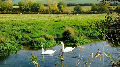 Saint-Omer en Chaussée 2018 Les cygnes en balade